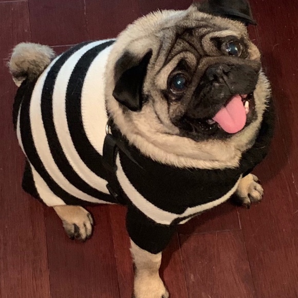 chubbypuggy